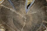 Petrified Wood (Schinoxylon) Slab - Blue Forest, Wyoming #114457-1